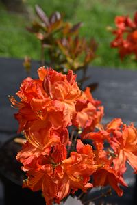 Azalea Mary Poppins